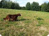 20130817_175403_resized