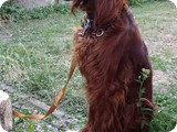 meggy
